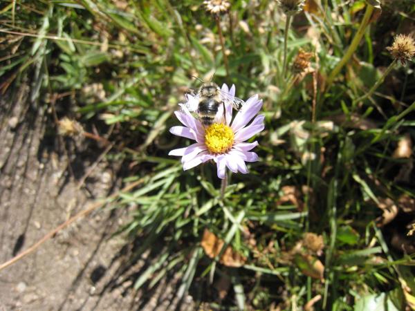 Bee on flower near Powell Lake