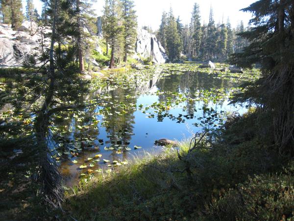 Lily pads at east end of Wood Lake