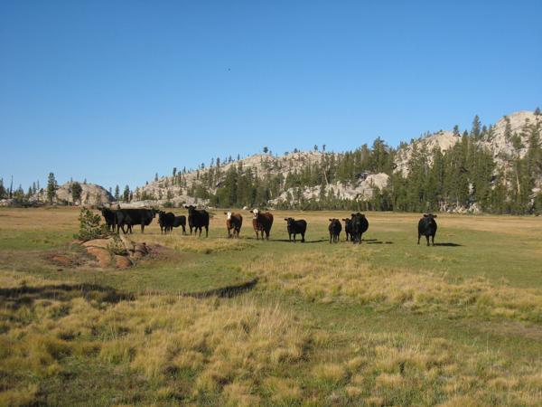 Cows in Spring Meadow