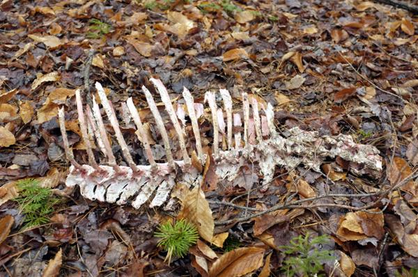 Rib cage found on hill above my house