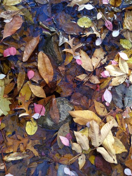 Leaves on water, Stamford, CT