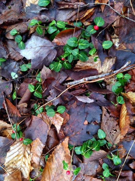 Wintergreen berries