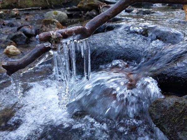 Icicles on branch