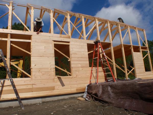 Sheathing the two story wall with 1x8 tongue and groove pine.  This is the wall facing the future one story section.  The first one story post/rafter assembly will be nailed directly to this wall, after which we will cut out the unnecessary parts of the sheathing.