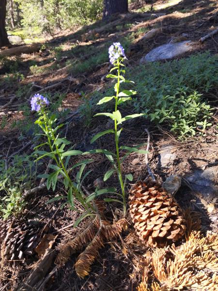 Wildflowers on trail to from Upper Rock Lake to Penner Lake.