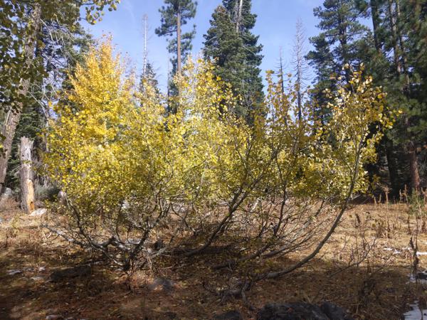 When autumn returned, it wasn't nearly as colorful as my former home of Vermont.  The aspens turned yellow, instead of red or gold.