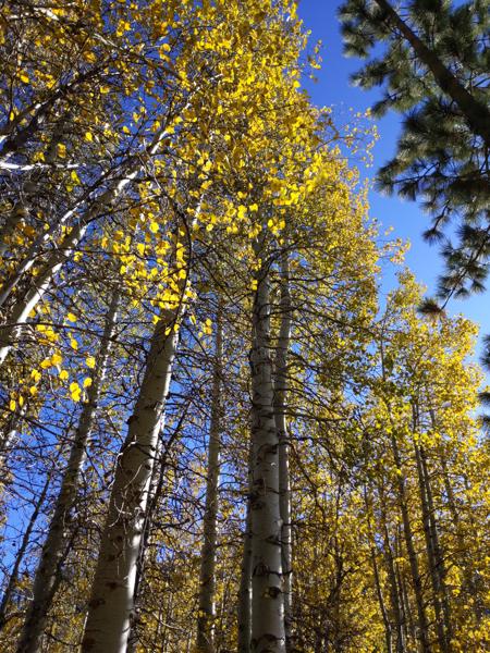 More autumn colors in the quaking aspens.
