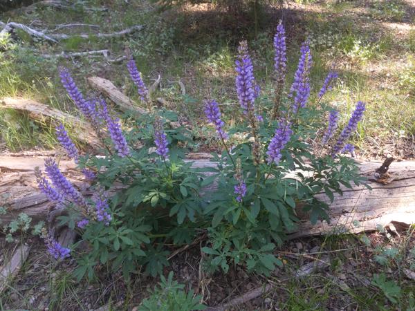 Lupine