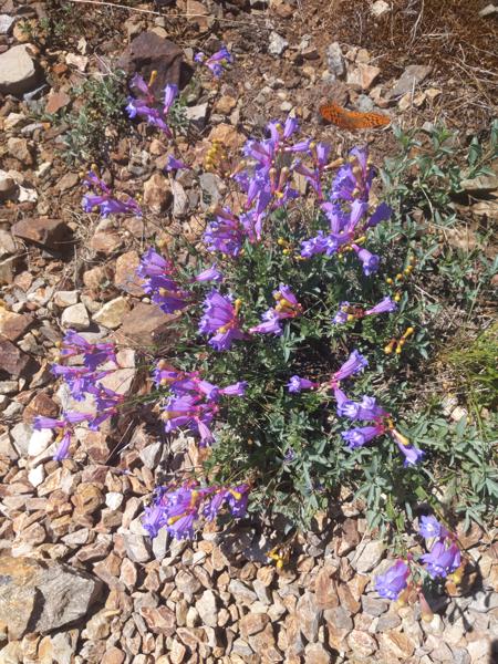 Penstemon and butterfly