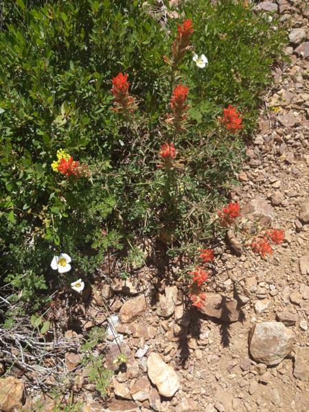 Indian Paintbrush and Mariposa Lily