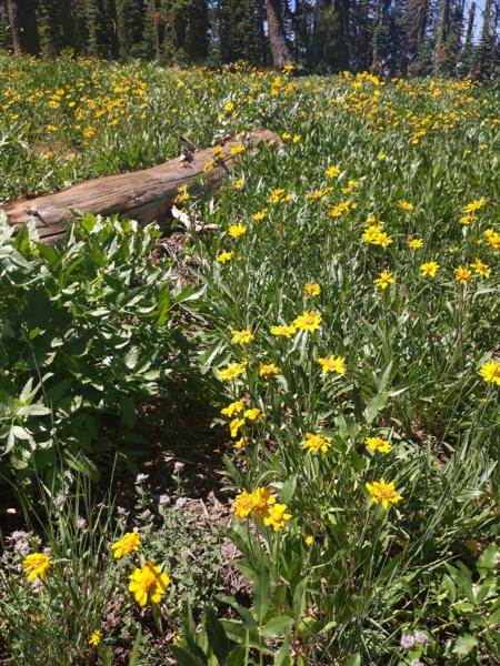 California Goldfields