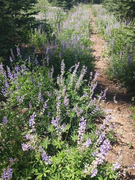 Acres of lupines buzzing with bees on the Bowman Mount Trail