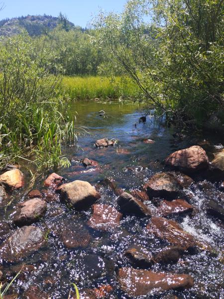 Creek in Loney Meadow
