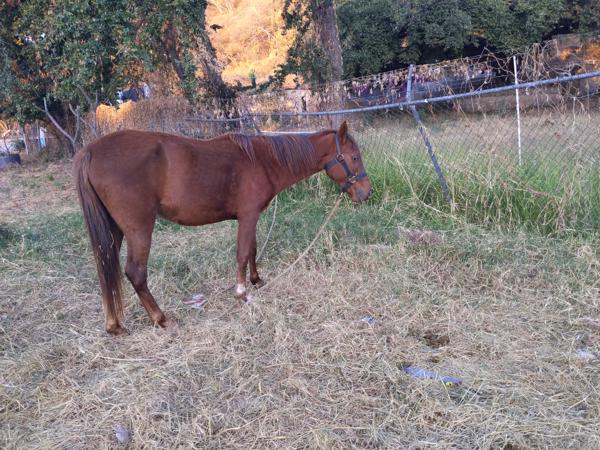 One of many horses grazing by the main road in Ajijic.