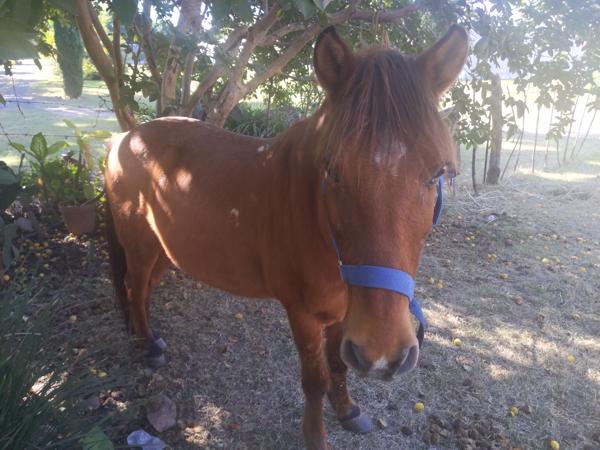 Yet another horse in Ajijic.  Sometimes I'd see this one without a tether, wandering freely.