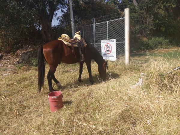 Yet another horse, this time with a saddle.  Seen at the recycling center in Ajijic.