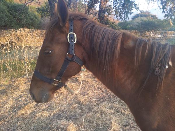 This horse asked for a treat, so a friend and I went back a couple of hours later and gave it some carrots.