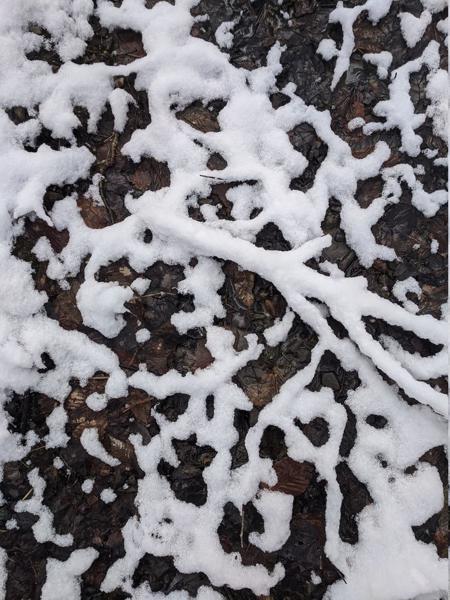 Melting snow on twigs