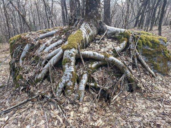 Tree roots on Mt. Cushman