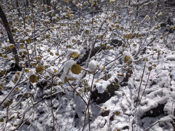 Late snow on leaves near Robert Frost Cabin
