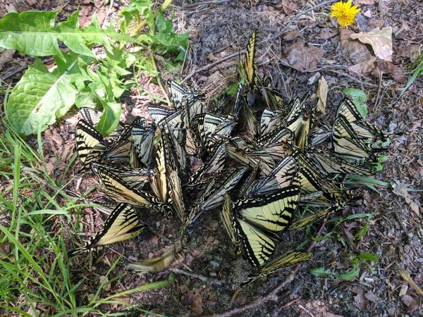 Butterlies sipping minerals from a dried-up puddle at Texas Falls