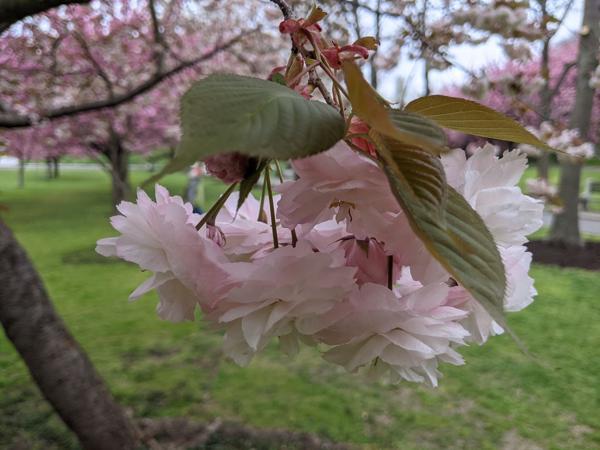 Cherry blossoms, Brooklyn Botanical Garden