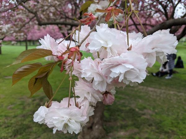 Cherry blossoms, Brooklyn Botanical Garden
