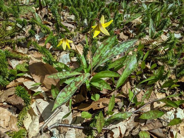 Trout lily