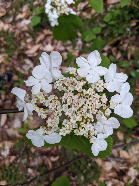 Hobblebush (viburnum) flowers