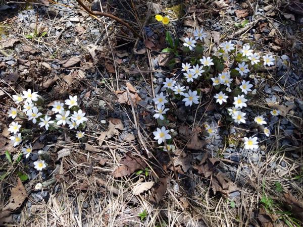Bloodroot and Coltsfoot