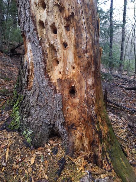 Woodpecker holes
