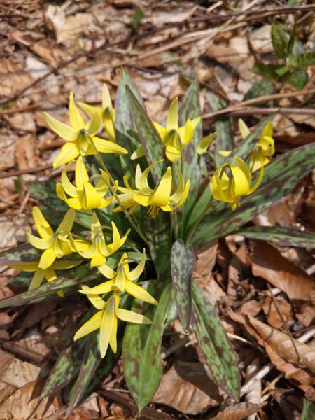 Trout lily