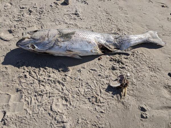Dead fish, wells, Maine