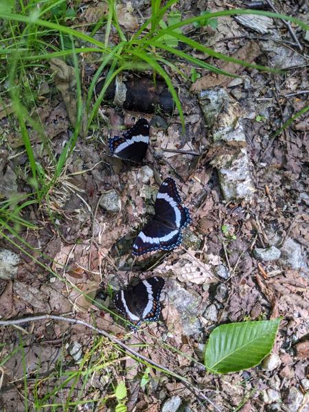 Butterfly congregation