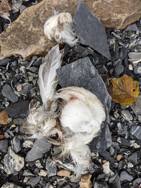 Dead seagull, Lake Champlain