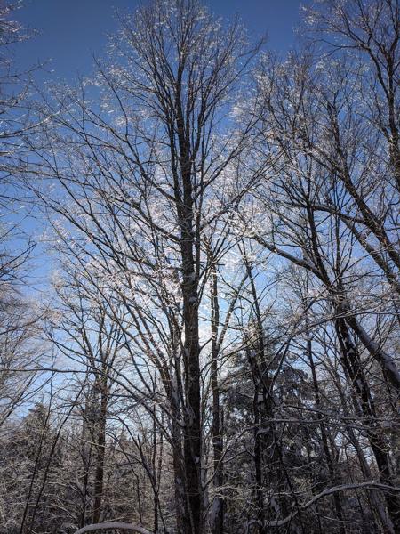 Bare tree at Texas Falls