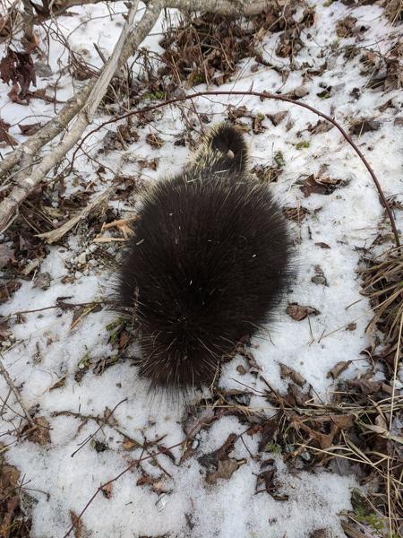 Dead porcupine