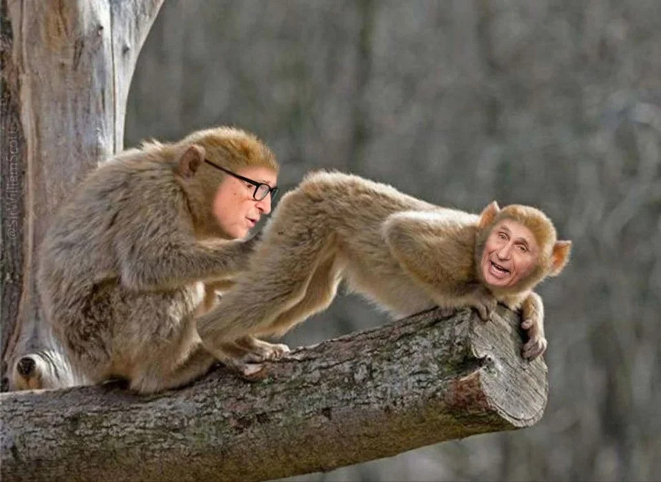 gates and fauci